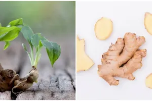 20 Manfaat kencur untuk kesehatan dan kecantikan, atasi jerawat