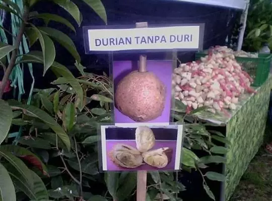 spanduk nyeleneh tukang buah © Berbagai sumber spanduk nyeleneh tukang buah © Berbagai sumber