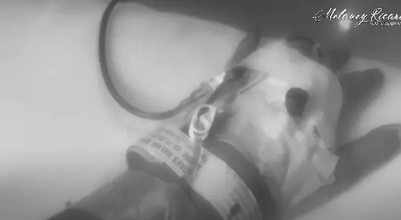 Cerita Melaney Ricardo sembuh dari Covid-19 ©YouTube