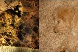 20 Potret kamuflase hewan ini bikin mata terkecoh