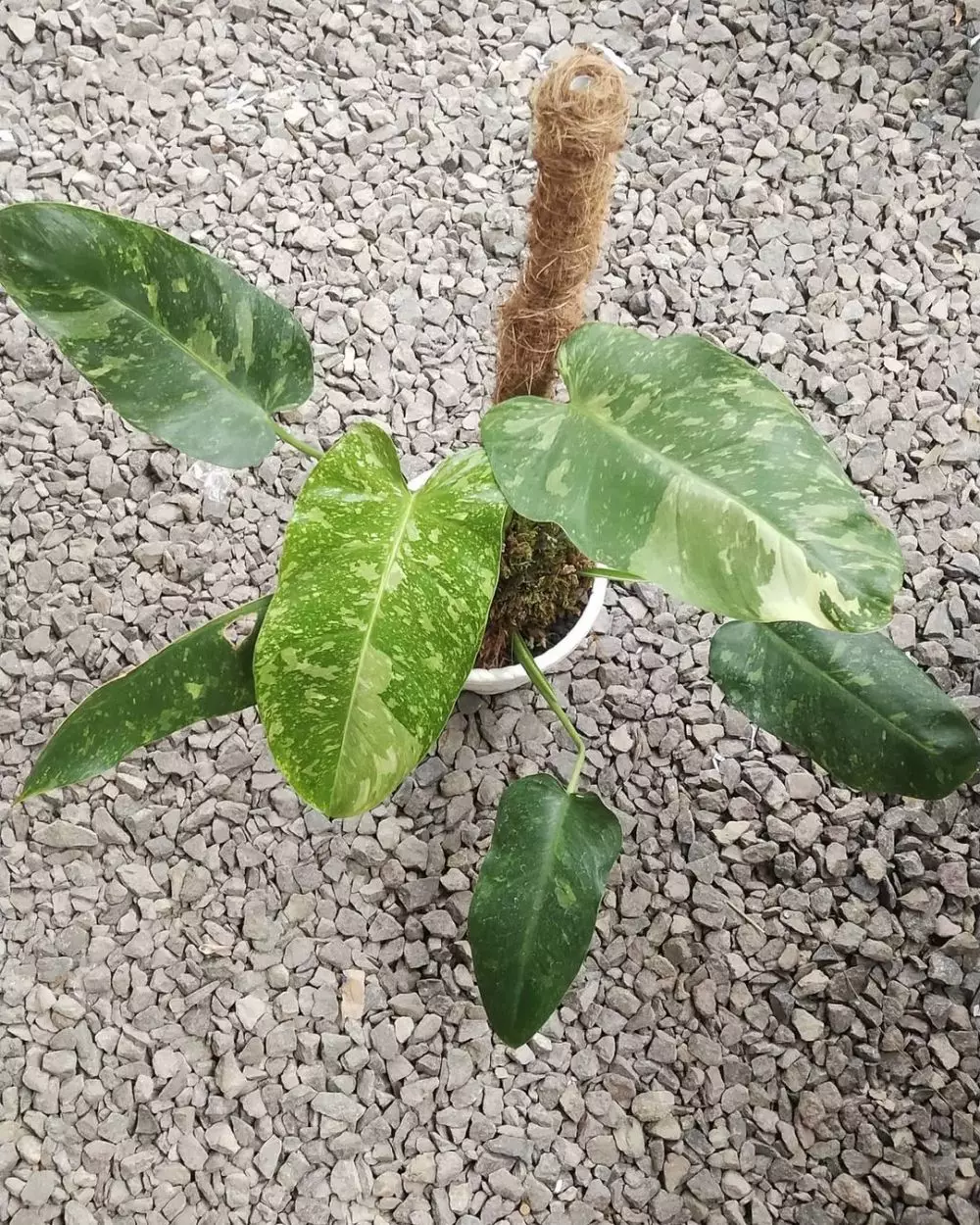 merawat tanaman Philodendron  © berbagai sumber