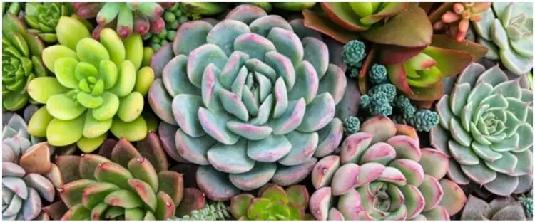 8 Cara merawat tanaman sukulen agar subur dan indah