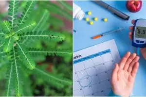 9 Manfaat daun meniran bagi kesehatan, atasi diabetes hingga kanker