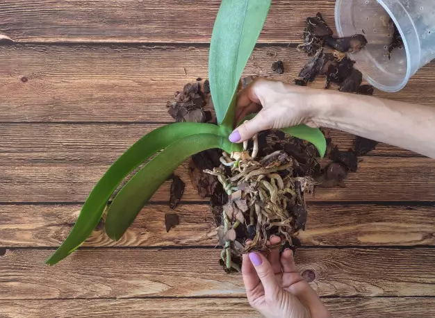 Cara merawat anggrek © 2020 brilio.net