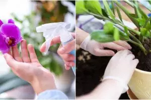 9 Cara merawat bunga anggrek agar tumbuh subur dan cepat berbunga