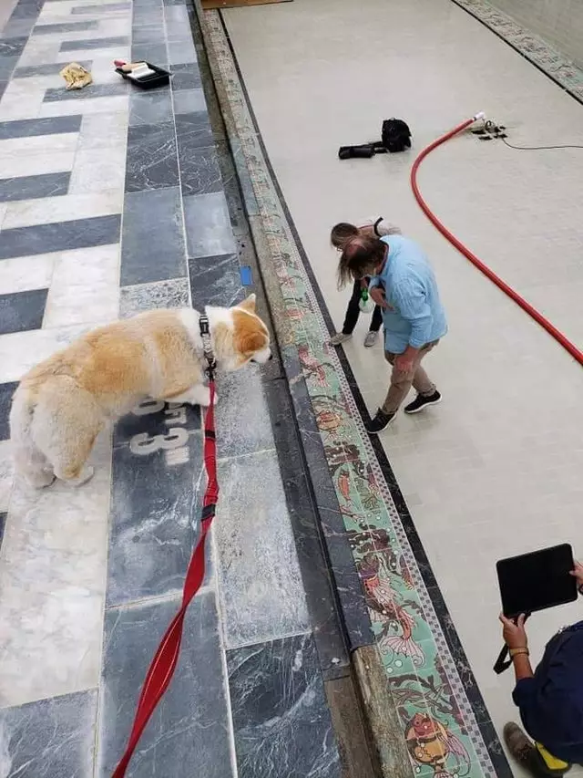 momen pas manusia dengan hewan © Berbagai sumber