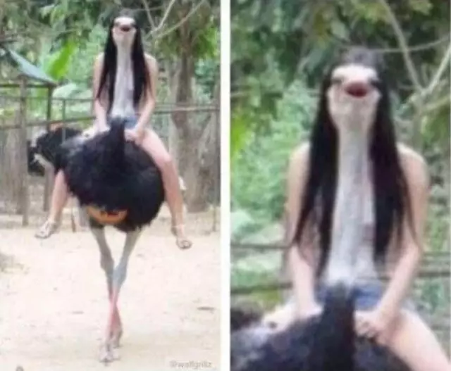 momen pas manusia dengan hewan © Berbagai sumber