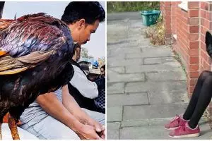 10 Momen pas manusia dengan hewan ini bikin pengen lihat dua kali