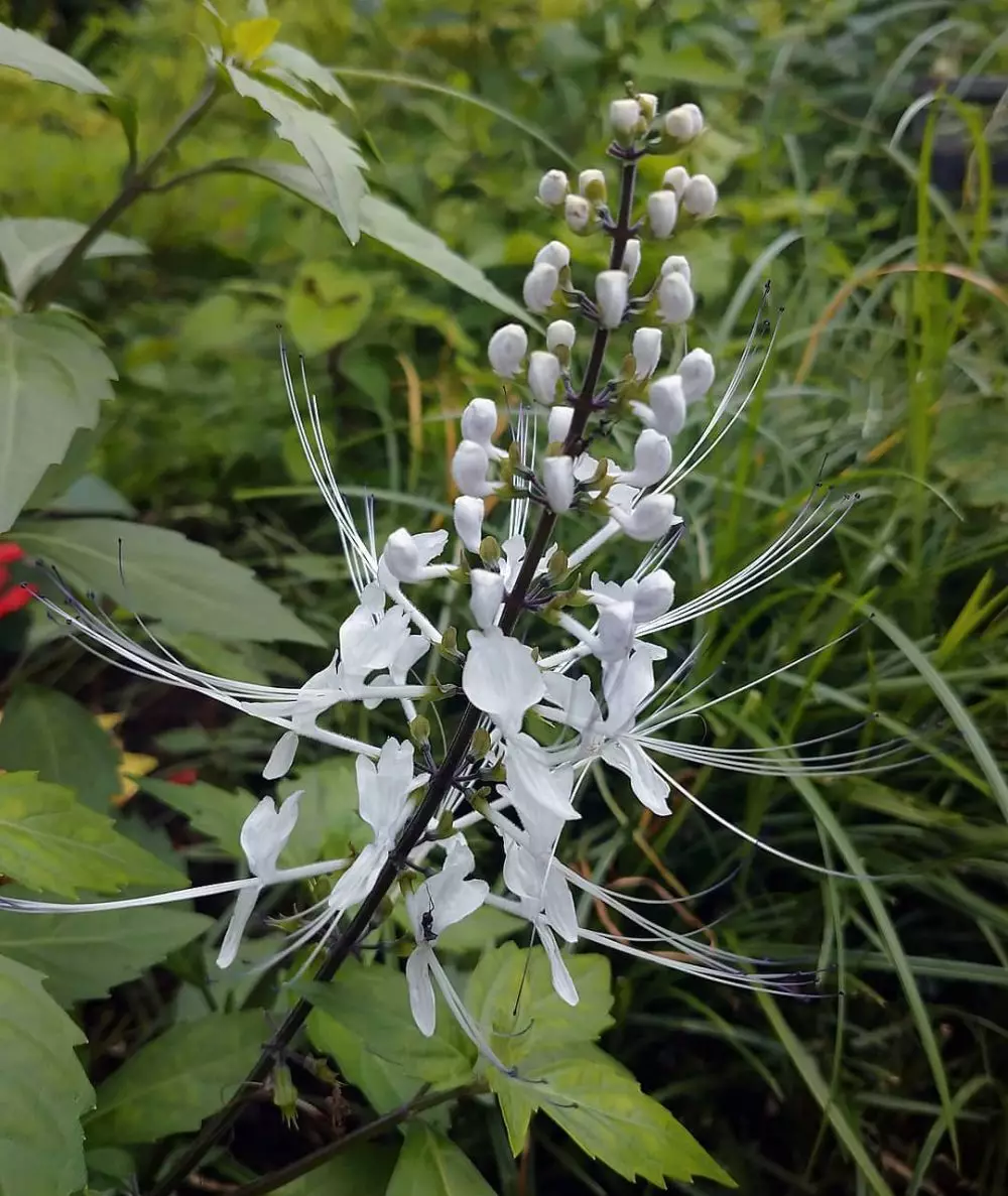 Jenis tanaman obat tradisional freepik.com