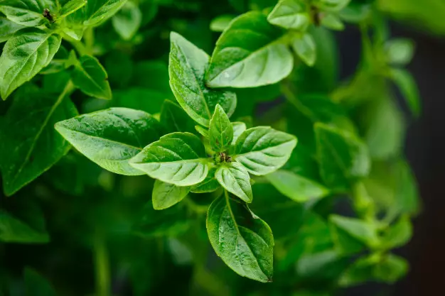 Jenis tanaman obat tradisional freepik.com