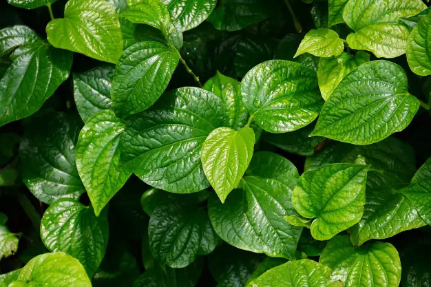 Jenis tanaman obat tradisional freepik.com