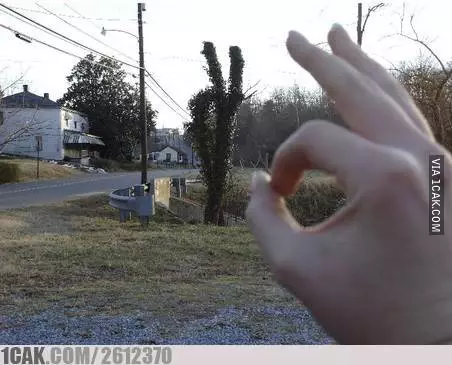 tanaman nyeleneh menipu mata © Berbagai sumber