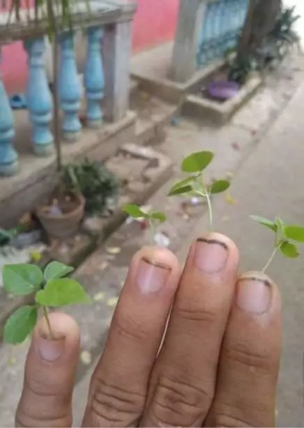 tanaman nyeleneh menipu mata © Berbagai sumber