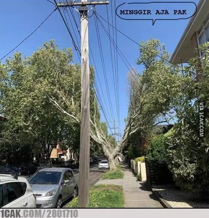 tanaman nyeleneh menipu mata © Berbagai sumber