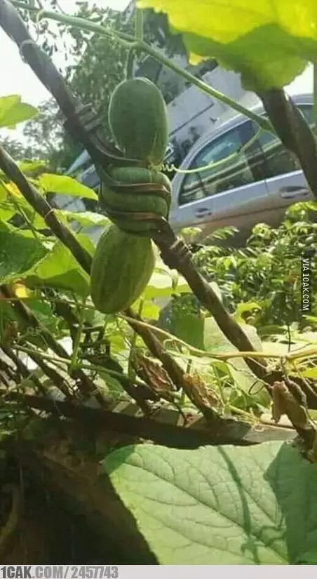 tanaman nyeleneh menipu mata © Berbagai sumber