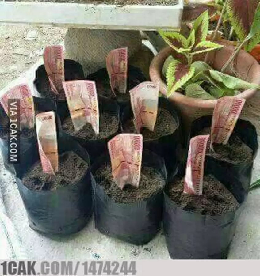 tanaman nyeleneh menipu mata © Berbagai sumber