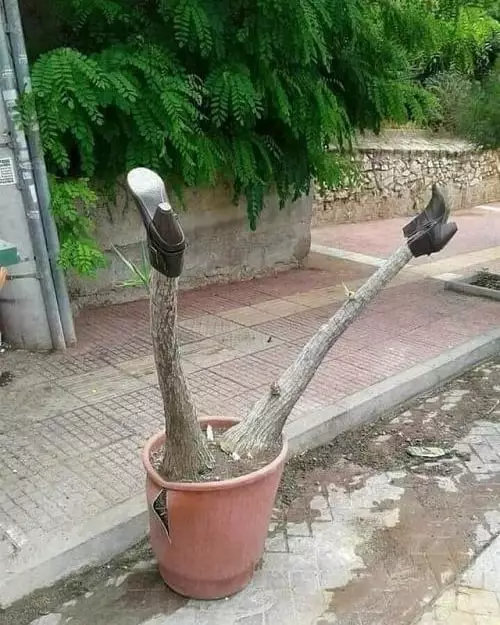 tanaman nyeleneh menipu mata © Berbagai sumber