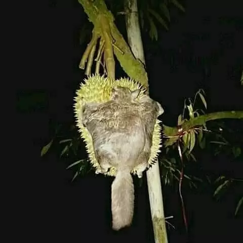 tanaman nyeleneh menipu mata © Berbagai sumber