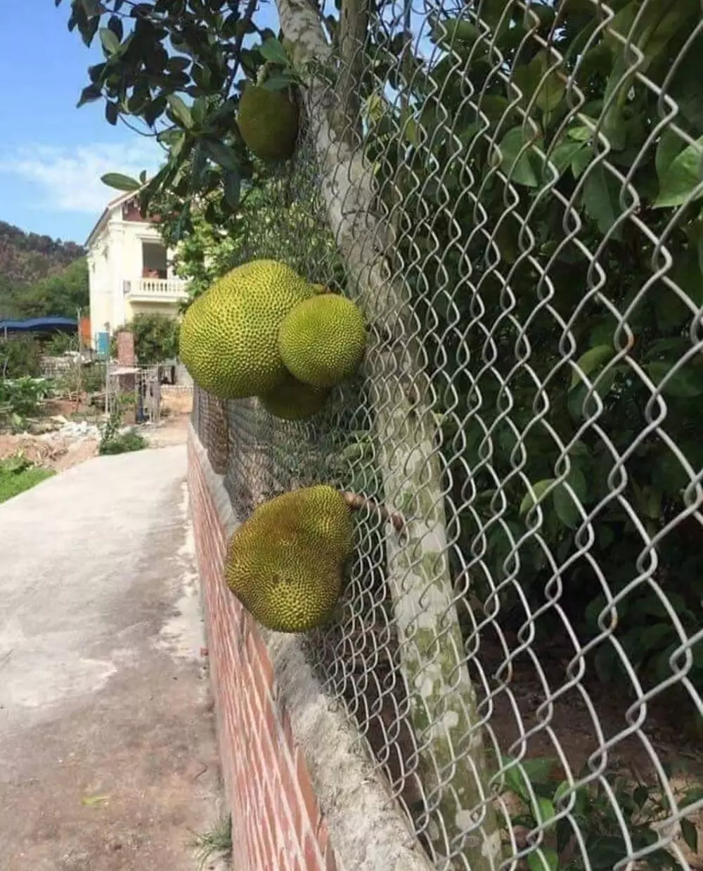 tanaman nyeleneh menipu mata © Berbagai sumber