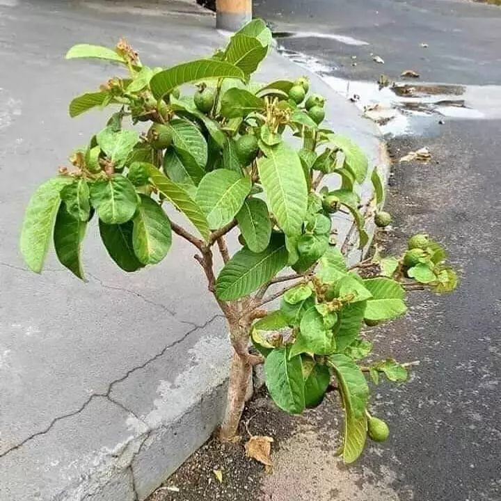 tanaman nyeleneh menipu mata © Berbagai sumber