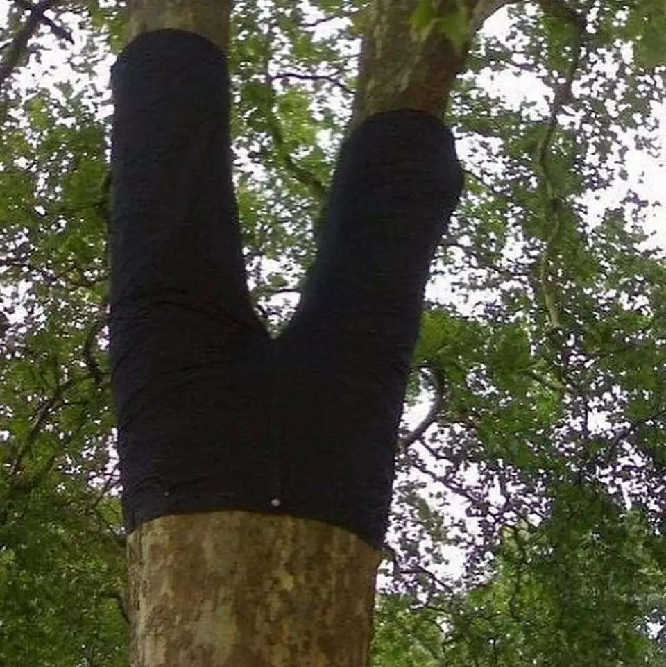 tanaman nyeleneh menipu mata © Berbagai sumber