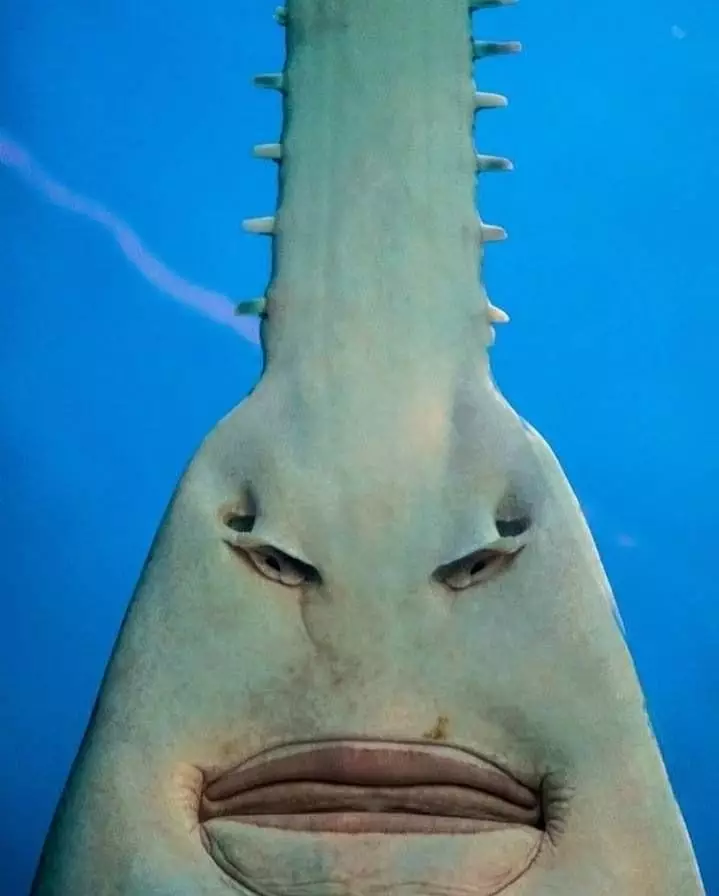 tanaman nyeleneh menipu mata © Berbagai sumber