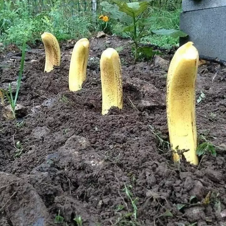 tanaman nyeleneh menipu mata © Berbagai sumber