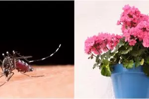 8 Tanaman pengusir nyamuk, ampuh dan mudah ditanam