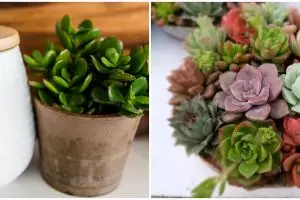 6 Jenis sukulen yang mudah dirawat pemula, indah dan antirepot