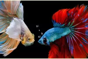 Ikan cupang jadi primadona di masa pandemi, pedagang raup untung besar