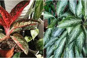 10 Jenis tanaman aglonema untuk hiasan rumah, perawatannya mudah