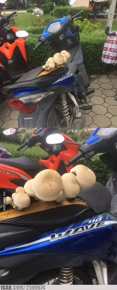 jok motor absurd © Berbagai sumber