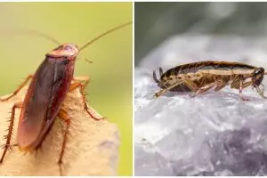 12 Cara membasmi kecoa di dalam rumah, mudah dengan bahan alami
