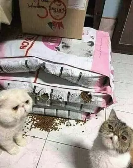 hewan mukbang Berbagai sumber hewan mukbang Berbagai sumber