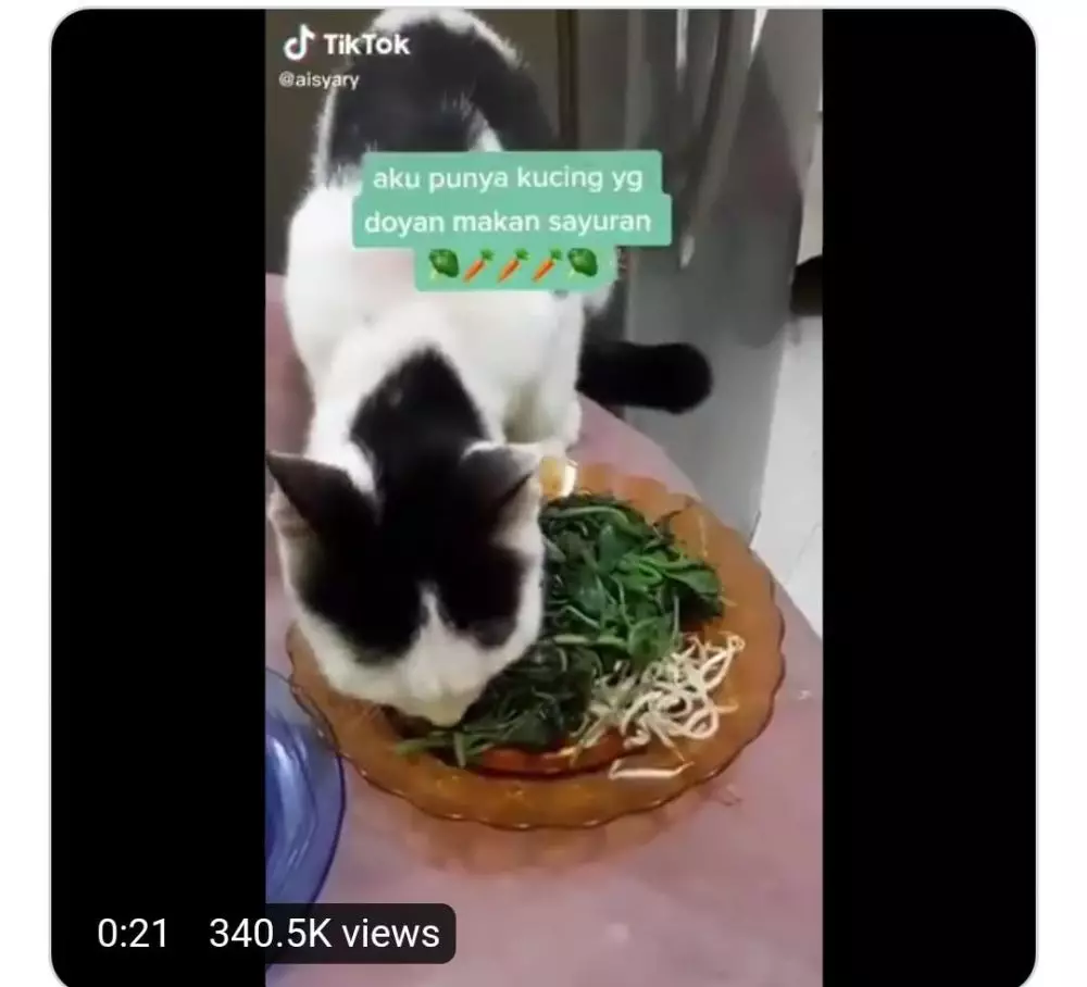 hewan mukbang Berbagai sumber hewan mukbang Berbagai sumber