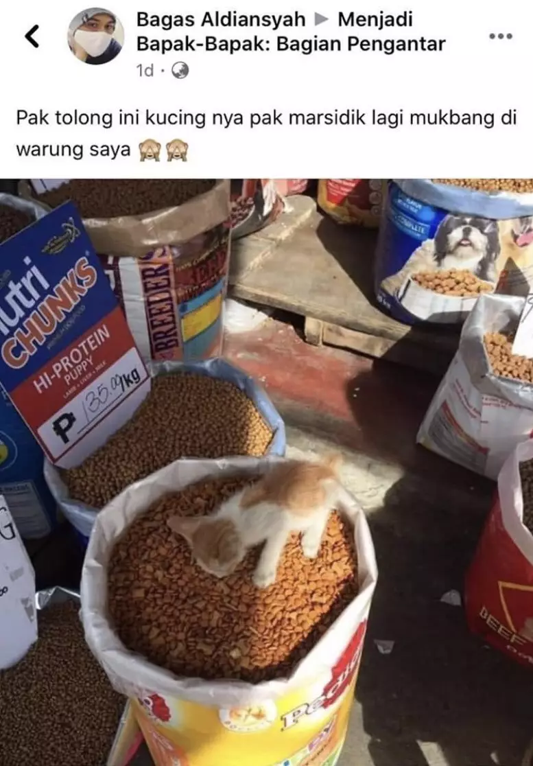 hewan mukbang Berbagai sumber hewan mukbang Berbagai sumber