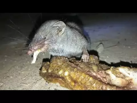 hewan mukbang Berbagai sumber hewan mukbang Berbagai sumber