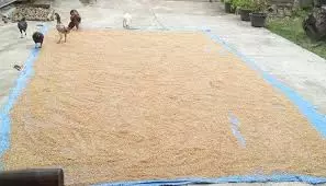 hewan mukbang Berbagai sumber hewan mukbang Berbagai sumber