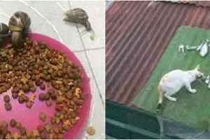 10 Potret 'mukbang' ala hewan ini kocak, tingkahnya bikin senyum