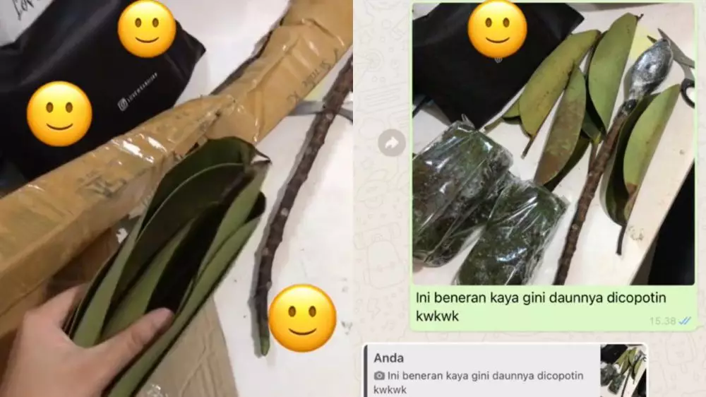 beli tanaman online © TikTok