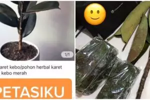 Kisah viral perempuan beli tanaman ini lucunya bikin tepuk jidat
