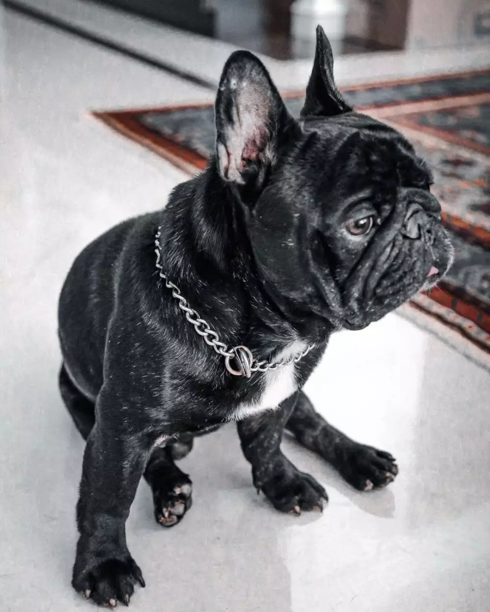 Anjing kesayangan Luna Maya meninggal Instagram