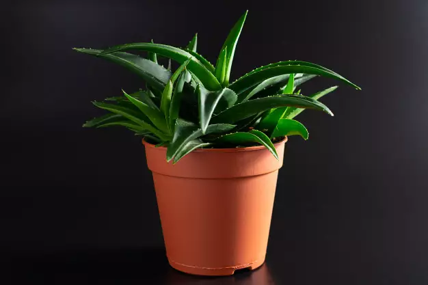 cara merawat lidah buaya © 2020 brilio.net