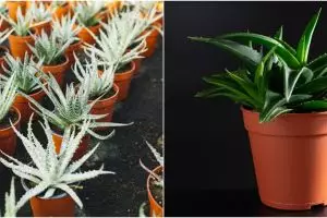 10 Cara merawat lidah buaya dalam pot agar tidak mudah busuk