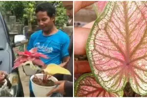 Pria ini barter mobil dengan tanaman hias, kisahnya jadi viral