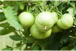 10 Manfaat tomat hijau untuk kesehatan, mencegah kanker