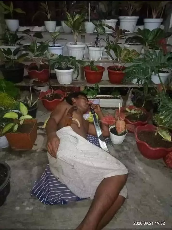 telanjur cinta tanaman hias © Berbagai sumber