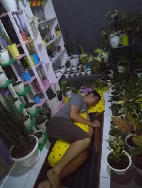 telanjur cinta tanaman hias © Berbagai sumber