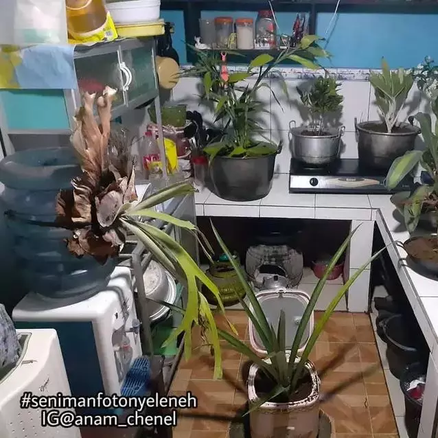 telanjur cinta tanaman hias © Berbagai sumber