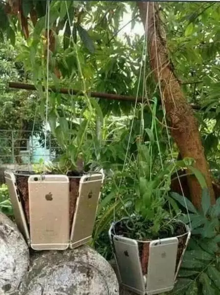 telanjur cinta tanaman hias © Berbagai sumber